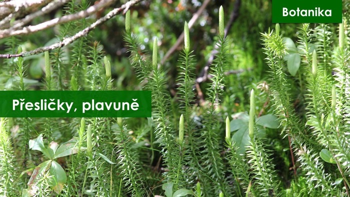 p-esli-ky-plavun-prirodak-7